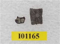 藏品(魚骨)的圖片